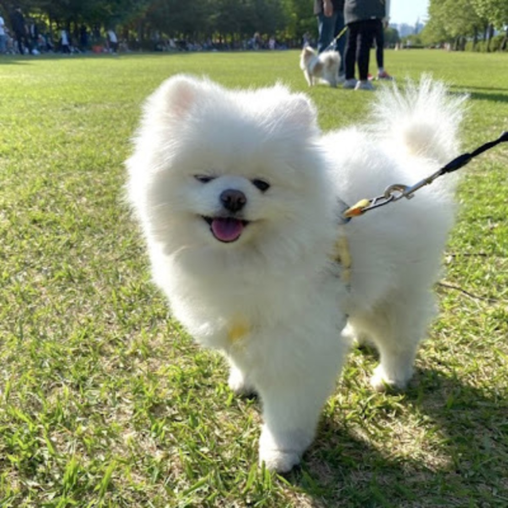 Meet your Posher, Jisoo